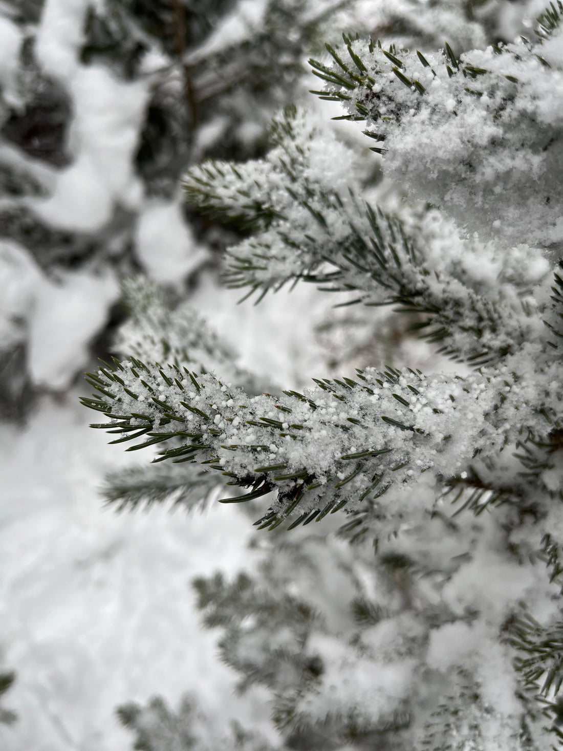 How to get a $5 Christmas tree from the Forest Service